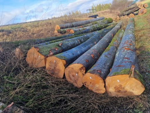 BEECH LOGS - Image 2