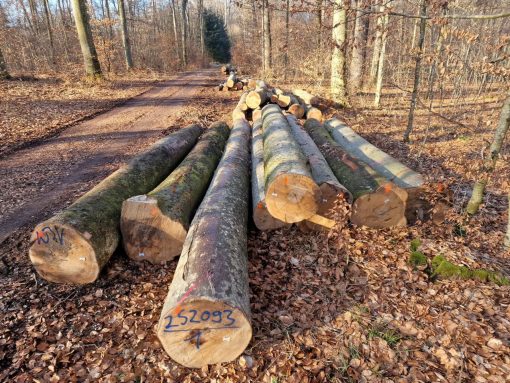 BEECH LOGS - Image 4