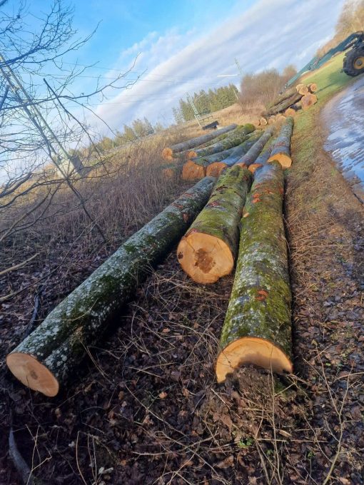 BEECH LOGS - Image 3