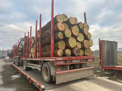 ASH LOGS - Image 4