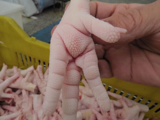 CHICKEN & DUCK FEET - Image 3