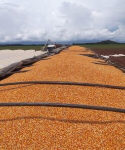 CORN